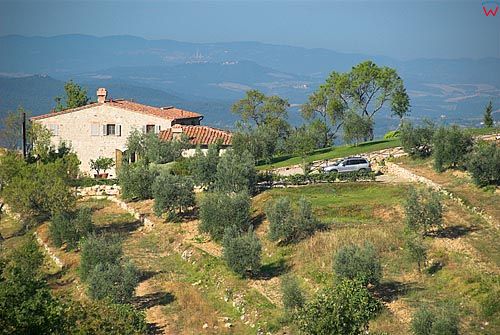 Włochy-Italia. Toscana-Toskania, okolica San Leonino uprawa oliwek.